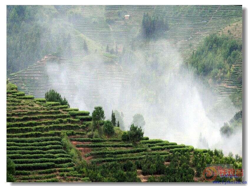 三明市大田高山乌龙茶产地