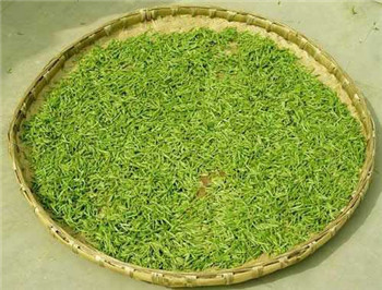 1725铁观音新茶