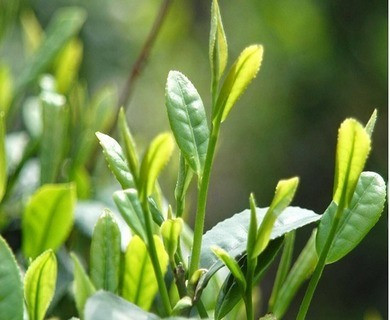 绿茶是什么味