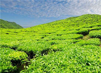 茗典铁观音多少钱
